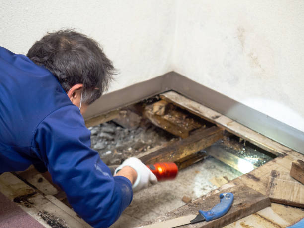 Best Localized Mold Remediation (e.g., coastal areas, humid climates) in Beach Park, IL