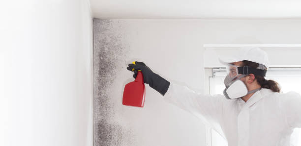 Best Bathroom Mold Remediation in Beach Park, IL