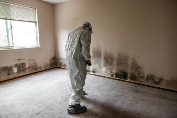 Best Industrial Mold Remediation in Beach Park, IL