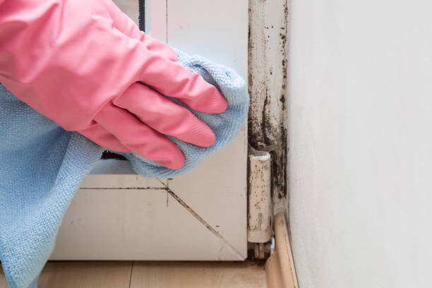 Best Post-Flood Mold Remediation in Beach Park, IL