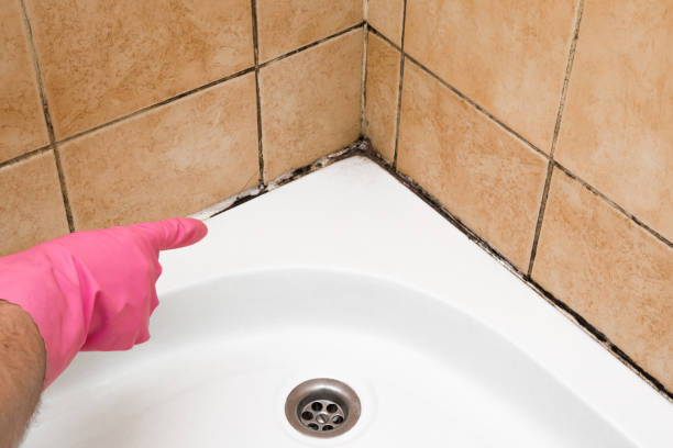 Best Attic Mold Remediation in Beach Park, IL